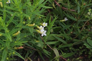 gratiola officinalis (1) (1200 x 800)